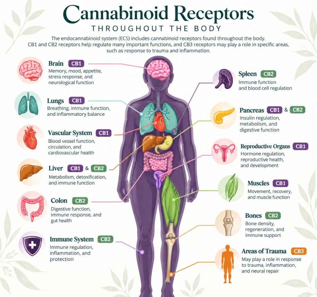 Cannabinoid receptors CB1 and CB2 throughout the body
